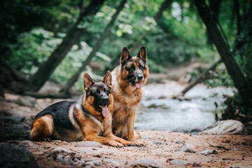 German shepherd dog posing outside. Happy and healthy dogs together. Two dogs outside.