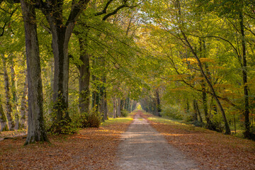 A small trail in forest during autumn time, in France.