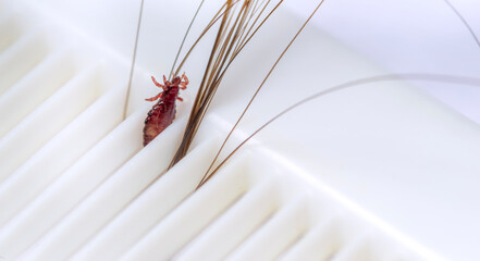 Brown head louse in hair on a white comb. Isolated on white background - obrazy, fototapety, plakaty