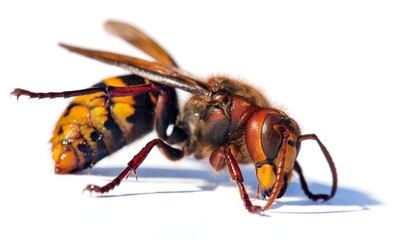 European hornet in latin Vespa crabro