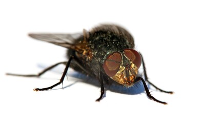 fly isolatet on the white background