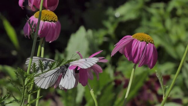 Butterfly on flower. Hawthorn butterflies mate on a pink Daisy