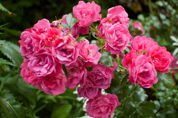 Rose Floribunda 'Tickled Pink' Flowers