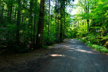 Droga ścieżka las drzewa karkonoski park narodowy karkonosze