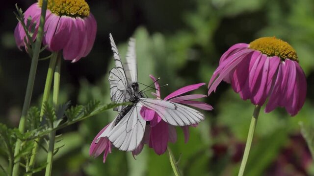 Butterfly on flower. Hawthorn butterflies mate on a pink Daisy