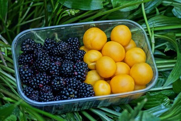 yellow plums and black blackberries in a plastic box stands on green leaves of plants in summer garden