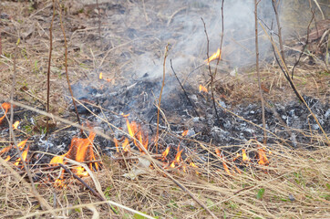 Forest fire among dry grass.