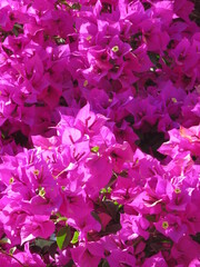 pink flowers Bougainvilleas in the garden