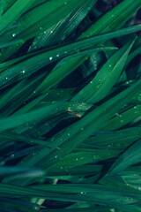 Fototapeta na wymiar juicy green grass with rain drops