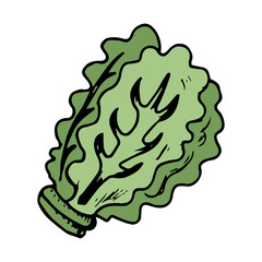 Lettuce Hand Drawn Icon