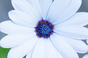 Fototapeta premium The macro shot of the background or the texture of the summer forest or garden flower with the stamens, pestles and blades