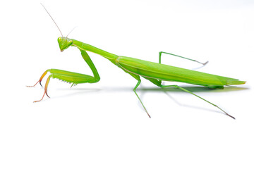 Green mantis on white background