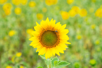 Obraz premium Bee on a sunflower, in the background a field of sunflowers, selective focus.