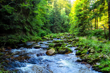 Fototapeta Potok strumień rzeka woda las karkonoski park narodowy karkonosze obraz