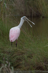 Beak open on pink and gray Roseate Spoonbill in Louisiana