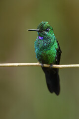 Green-crowned brilliant is perching on branch