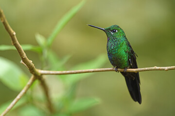 Green-crowned brilliant is perching on branch