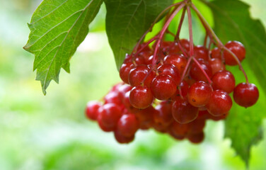 Red ripe berries of viburnum in the garden.Autumn berry colorful natural background.Guelder rose or Viburnum opulus plant with fruit.Selective focus.