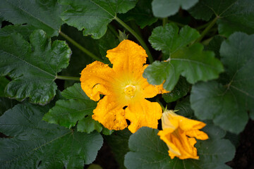 fleurs de courgette
