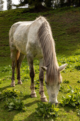 Naklejka na ściany i meble Horses grazing in Himalayas mountains