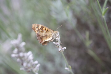 Papillon orange et noire sur une branche de lavande.