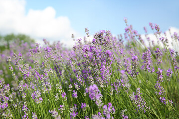 Obraz na płótnie Canvas Beautiful lavender flowers growing in field, closeup