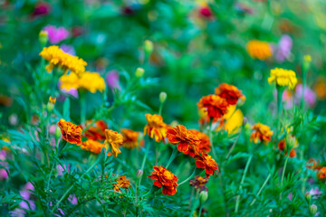 
Red garden flowers (marigolds) on a blurred picturesque background.