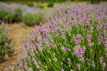 Naklejka premium Beautiful lavender flowers growing in field, closeup