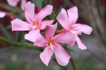 Laurier-rose et ses bourgeons.