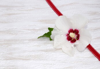 Fototapeta na wymiar Beautiful hibiscus syriacus flower with water drops, decorative ribbon, copy space for text