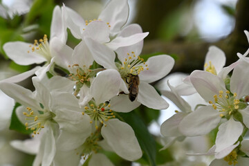 Blossom of apple tree TOPAZ( Malus 'Topaz