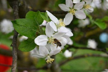 Blossom of apple tree TOPAZ( Malus 'Topaz