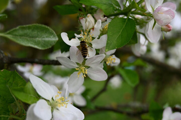 Blossom of apple tree TOPAZ( Malus 'Topaz