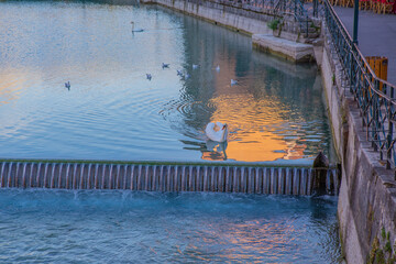 The swans swimming in a river in old town Annecy, France.