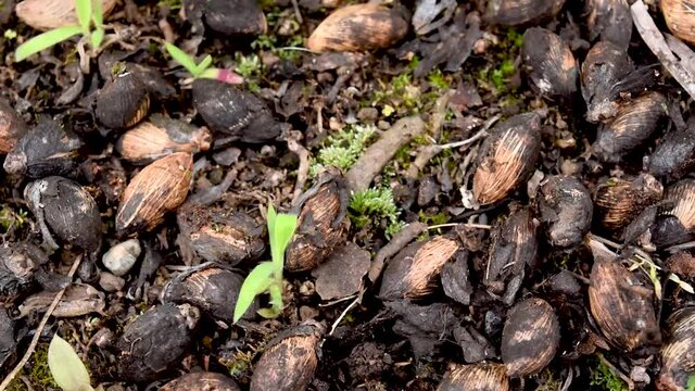 Seeds on the soil