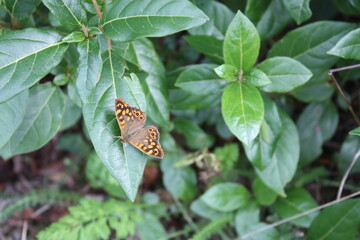 Papillon orange et noir sur une feuille.