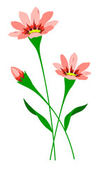 Pink flowers with bud and leaves floral set of vector isolated colorful illustrations