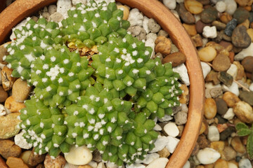 close up cactus pot in the cactus garden. Thailand garden.