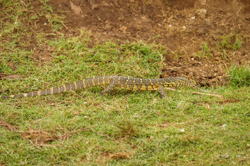Fototapeta na wymiar Nile monitor lizard (Varanus niloticus), Queen Elizabeth National Park, Uganda.