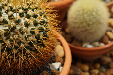 close up cactus pot in the cactus garden. Thailand garden.