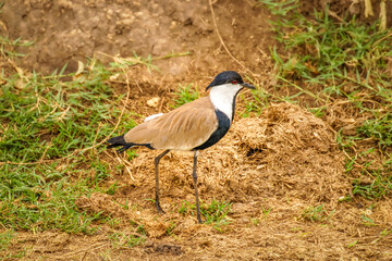 The spur-winged lapwing or spur-winged plover (Vanellus spinosus) is a lapwing species, one of a group of largish waders in the family Charadriidae, Queen Elizabeth National Park, Uganda.	