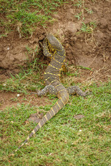 Nile monitor lizard (Varanus niloticus), Queen Elizabeth National Park, Uganda.	