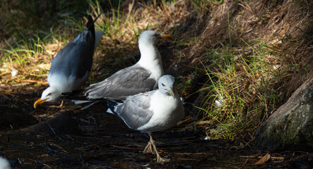 Fototapeta premium Group of seagull drinking water from a stream with some trees in the background taken in the Cies Islands, Galicia, Spain.