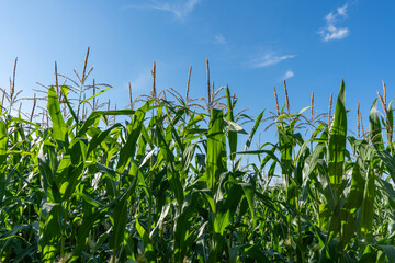 Obraz premium Corn field, juicy corn sprouts