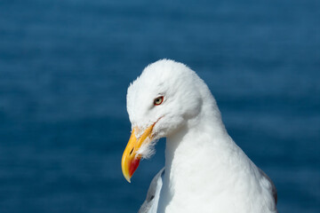 Detail photo of a seagull located on top of a rock with the sea in the background taken in the Cies Islands, Galicia, Spain.