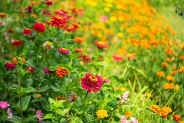 Obraz na płótnie Canvas Red garden flowers (marigolds) on a blurred picturesque background.