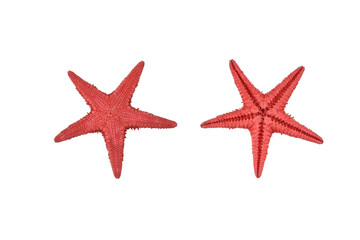Fototapeta na wymiar Set of two red starfishes isolated on white background. Macro photo of red starfish (sea star)