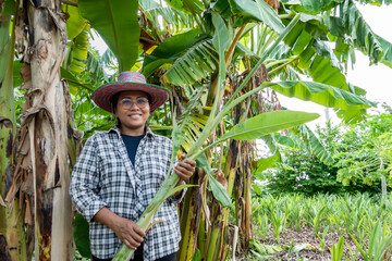 A female farmer holding a banana plant in the garden.