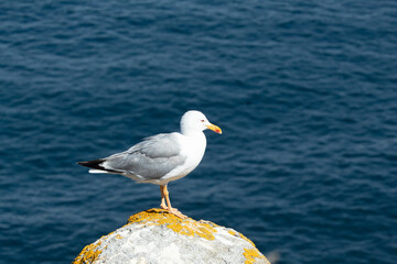 Detail photo of a seagull located on top of a rock with the sea in the background taken in the Cies Islands, Galicia, Spain.