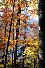 Fototapeta premium beautiful autumn forest